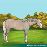 Horse Color:Silver Grullo Sabino Splash Rabicano 
