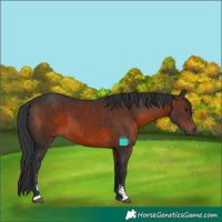 Horse Color:Brown Sabino 