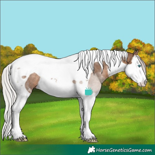 Horse Color:Silver Brown Dun Sabino Splash Tobiano Rabicano 