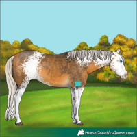 Horse Color:White Spotted Silver Buckskin Sabino Splash 