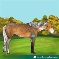 Horse Color:White Spotted Silver Buckskin Sabino 