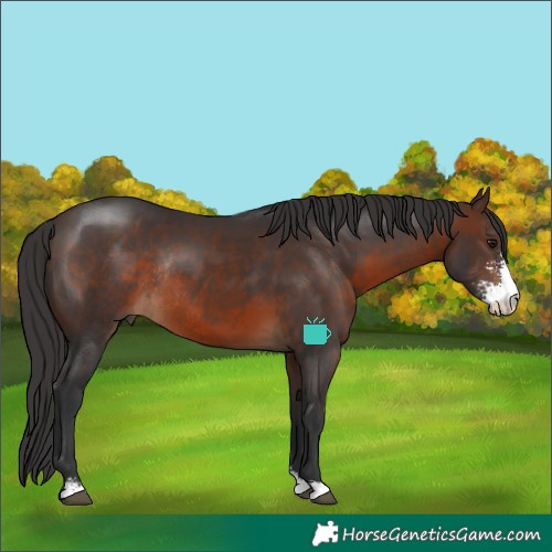Horse Color:Brown Sabino Rabicano 