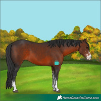 Horse Color:White Spotted Brown 