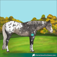 Horse Color:White Spotted Silver Smoky Black Sabino Splash Appaloosa 