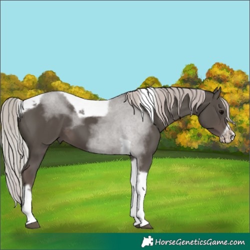 Horse Color:Silver Black Tobiano Frame 