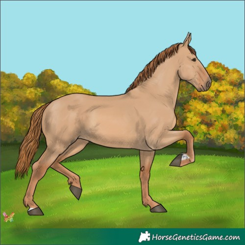 Horse Color:Red Dun