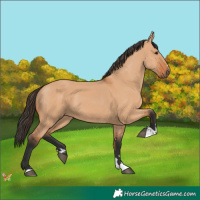 Horse Color:Bay Dun 