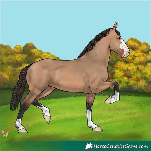 Horse Color:Bay Dun