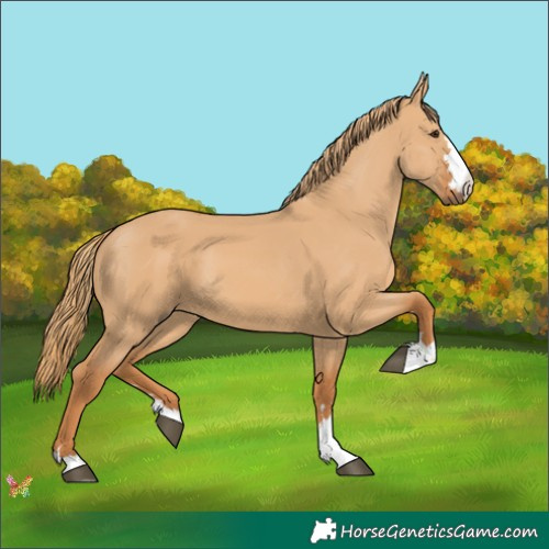 Horse Color:Red Dun 