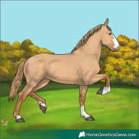 Horse Color:Red Dun 
