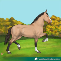 Horse Color:Bay Dun 