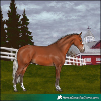 Horse Color:Silver Bay 