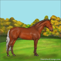 Horse Color:Silver Bay 