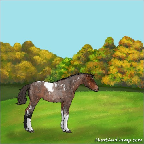Horse Color:Bay Ice Roan Tobiano Appaloosa Rabicano