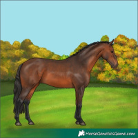 Horse Color:Bay 