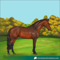 Horse Color:Bay 