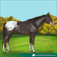 Horse Color:Liver Chestnut Sabino Appaloosa 