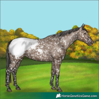 Horse Color:White Spotted Liver Red Dun Snowcap Rabicano
