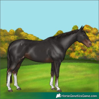 Horse Color:White Spotted Liver Chestnut Appaloosa 