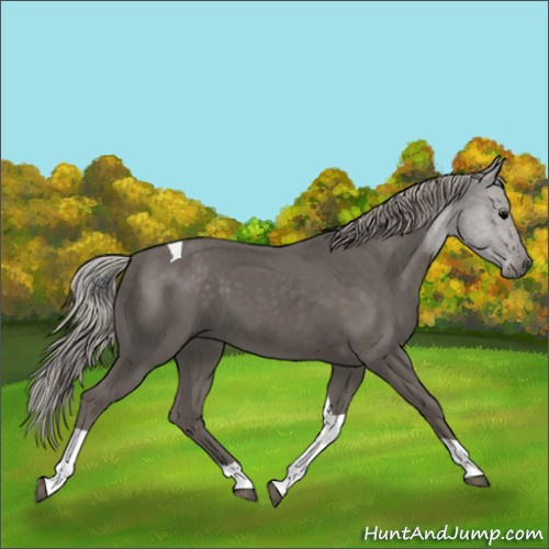 Horse Color:Unknown 