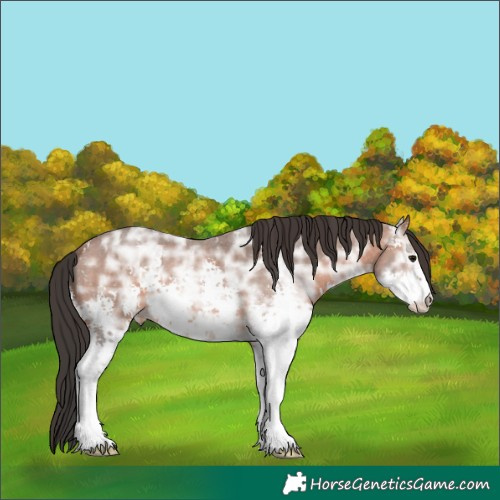 Horse Color:Bay Ice Sabino