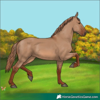 Horse Color:Red Dun