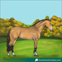 Horse Color:Buckskin 
