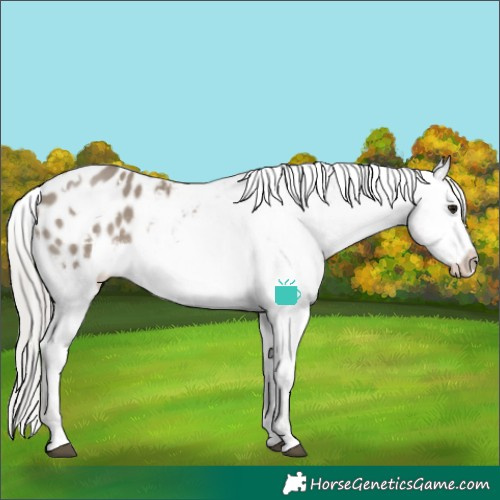 Horse Color:White Spotted Silver Grullo Blanket Rabicano 