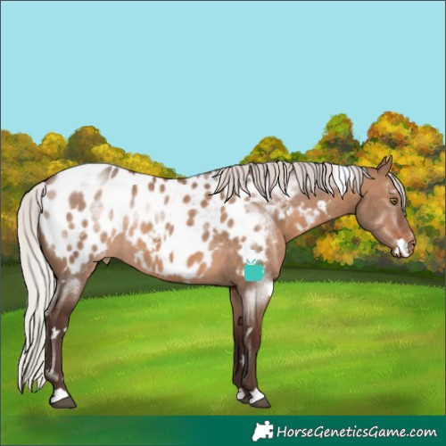 Horse Color:White Spotted Silver Brown Dun Appaloosa Rabicano 
