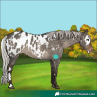Horse Color:White Spotted Silver Brown Dun Appaloosa Rabicano 