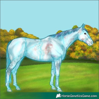 Horse Color:Thunderstruck Plaid  Bay Ice Onyx Sabino Splash Frame Appaloosa 