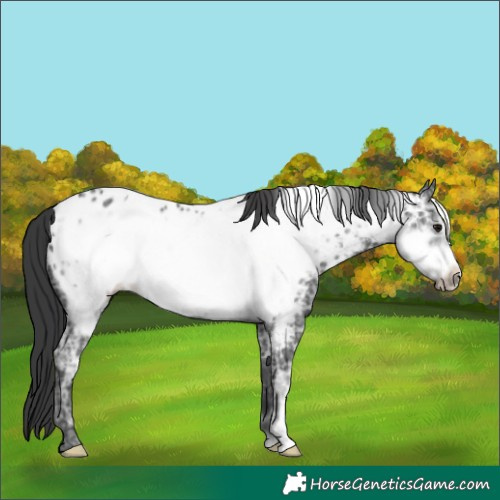 Horse Color:Black Ice Frame Appaloosa 