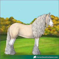 Horse Color:Palomino Roan Splash 