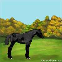 Horse Color:Void Black Sabino Splash Appaloosa