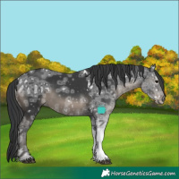 Horse Color:White Spotted Black Ice Sabino