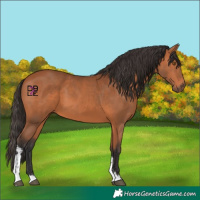Horse Color:Bay Sabino