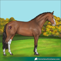 Horse Color:Bay Sabino 