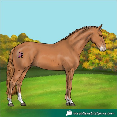 Horse Color:Chestnut Sabino