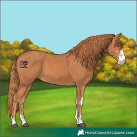 Horse Color:Chestnut Sabino 