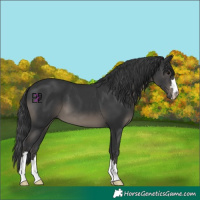 Horse Color:Black 