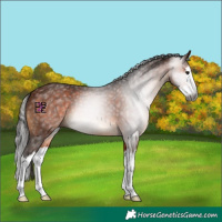 Horse Color:Gray Bay Splash 