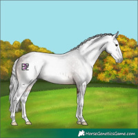Horse Color:Gray Bay Splash 
