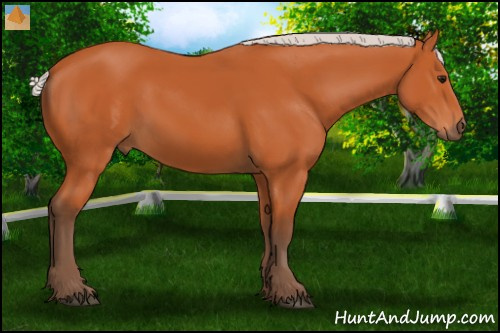 Horse Color:Silver Bay 