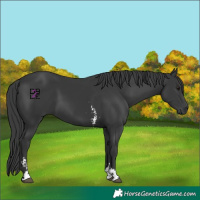 Horse Color:Black Sabino