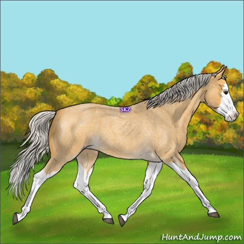 Horse Color:Silver Buckskin Roan Splash