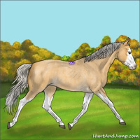 Horse Color:Silver Buckskin Roan Splash 