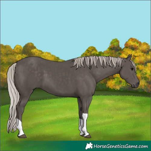 Horse Color:Silver Black Tobiano