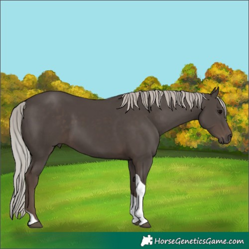 Horse Color:Silver Black Tobiano 