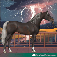 Horse Color:Silver Brown 