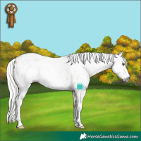 Horse Color:Gray White Spotted Silver Buckskin Dun Splash  and Silver Bay Dun Splash Appaloosa 